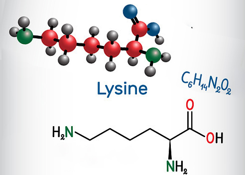 Lysine picture 